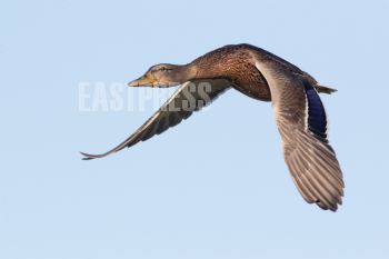 EA343406, Eastpress, Porvoo, Finland